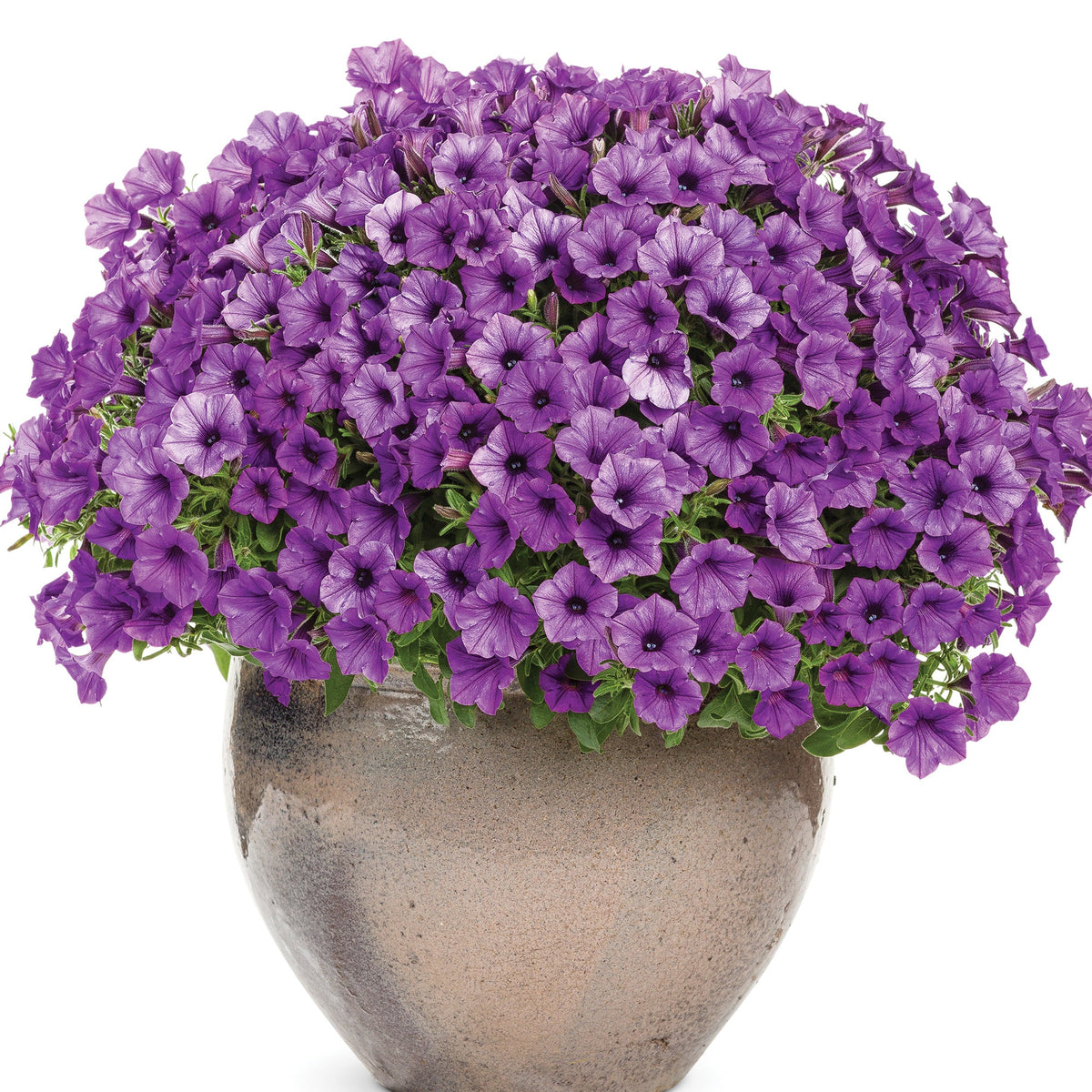 Pethunia Pétunia SUPERTUNIA® MINI VISTA™ Indigo – Jardineries Botanix