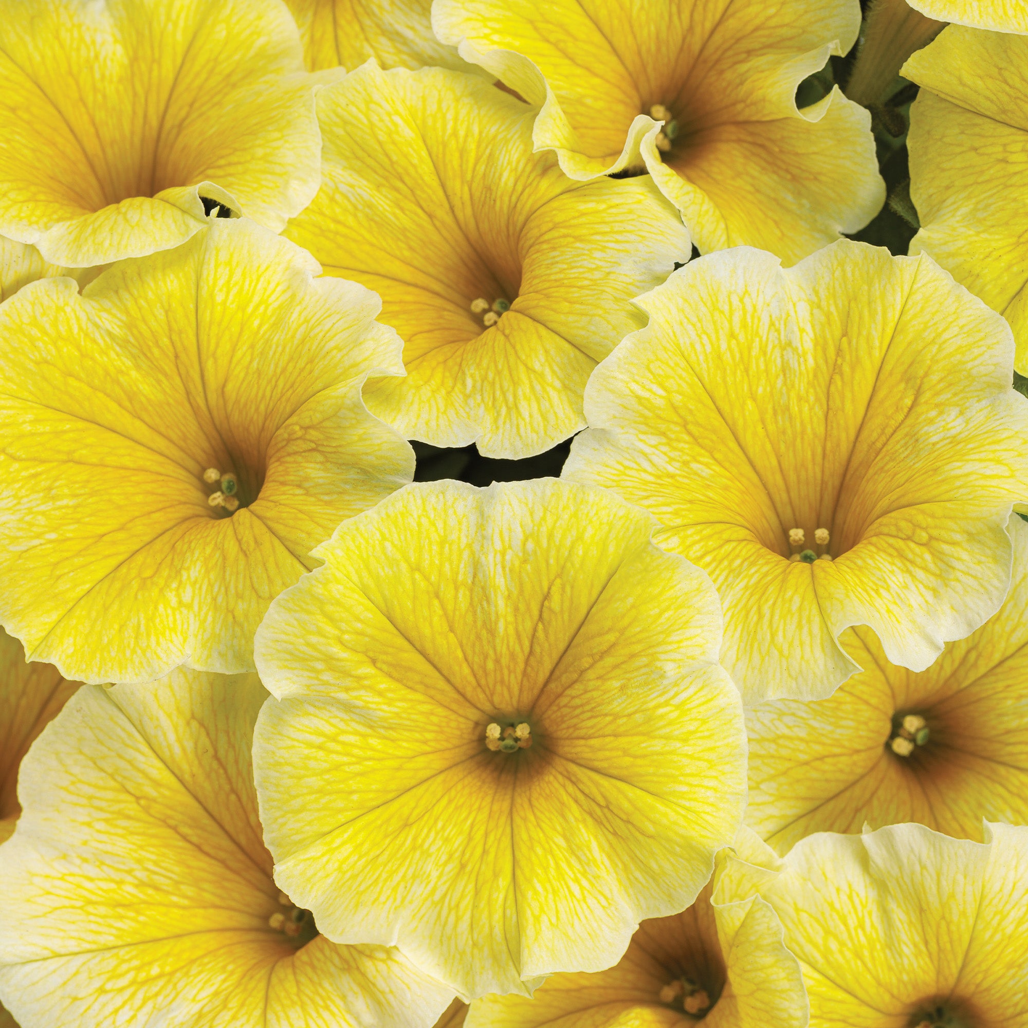 Supertunia Pétunia SUPERTUNIA® Saffron Finch – Jardineries Botanix
