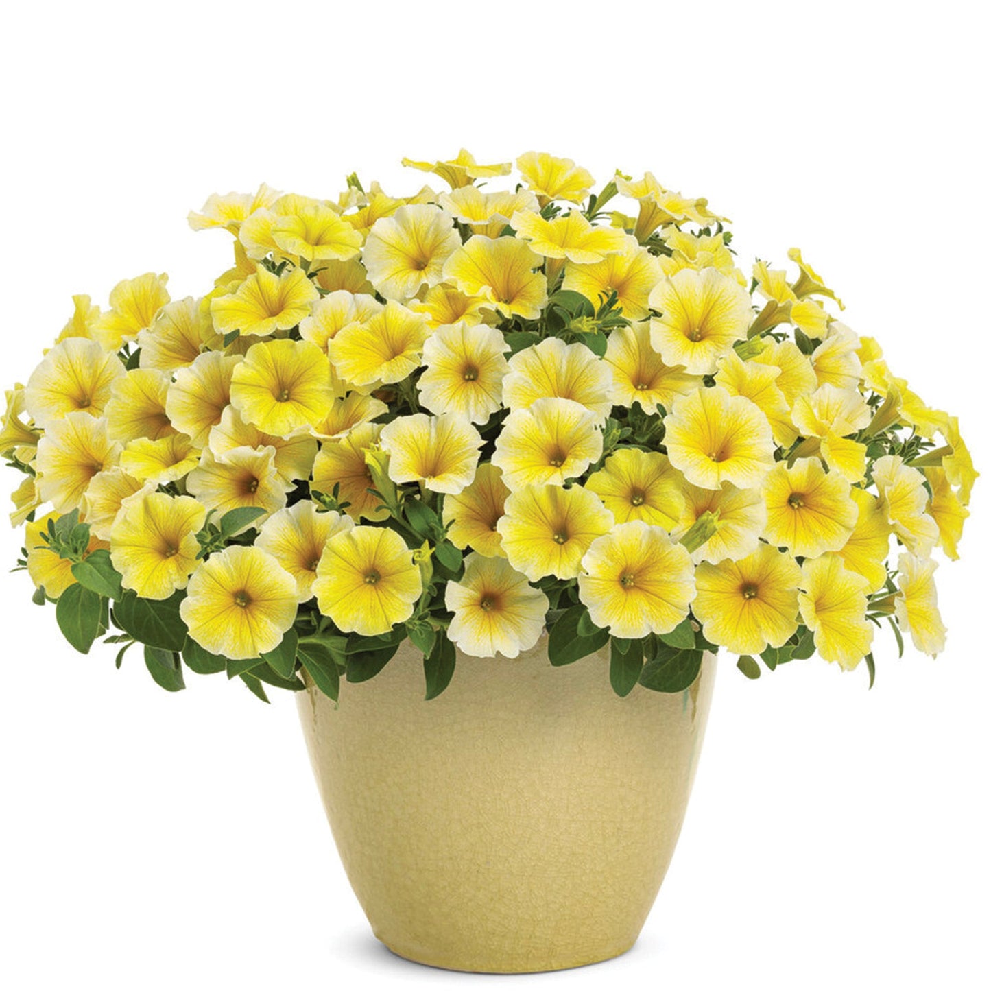 SUPERTUNIA® Saffron Finch Petunia