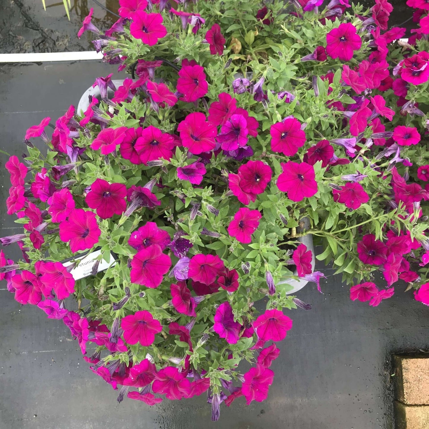 CAPELLA™ Petunia