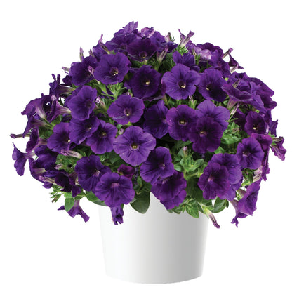 CAPELLA™ Petunia