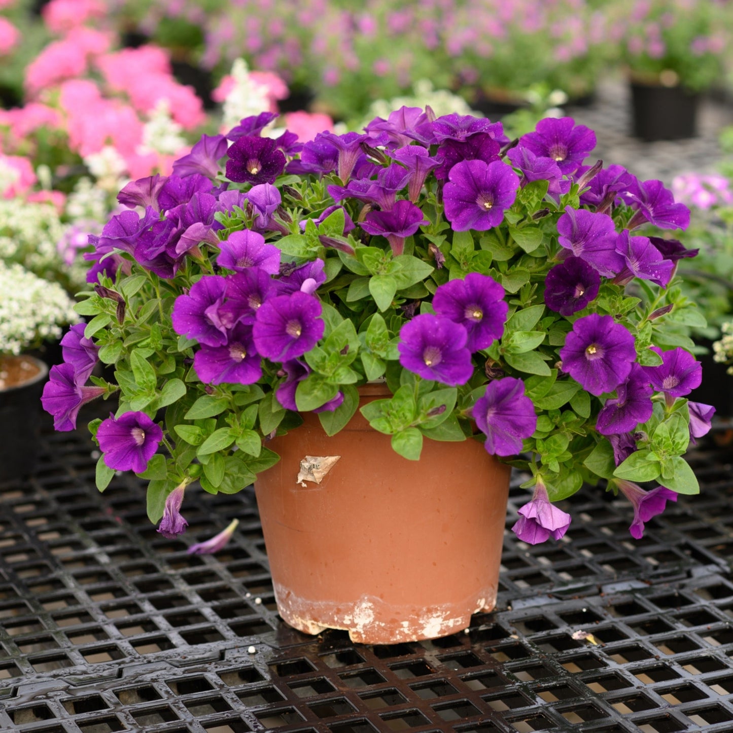 CAPELLA™ Petunia