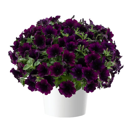 CAPELLA™ Petunia