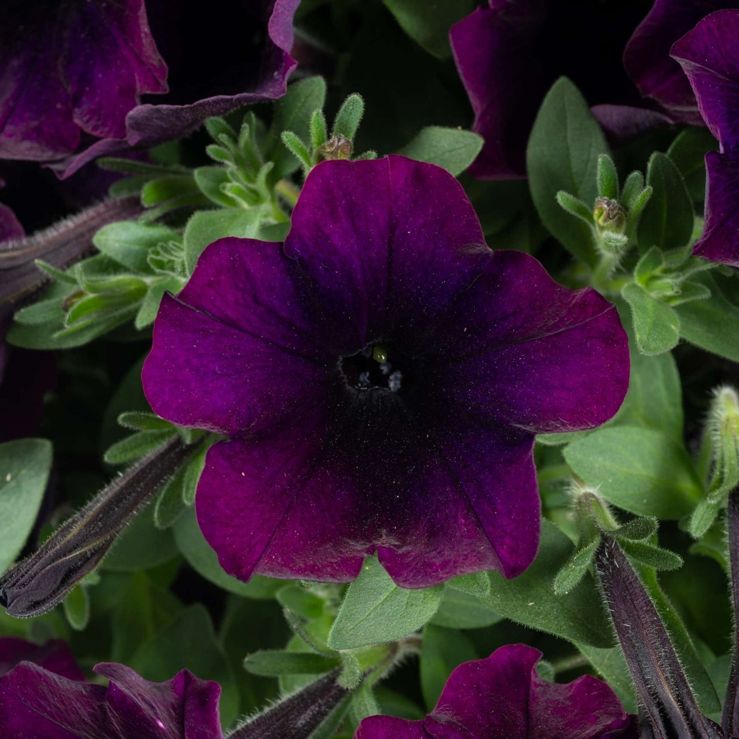 CAPELLA™ Petunia