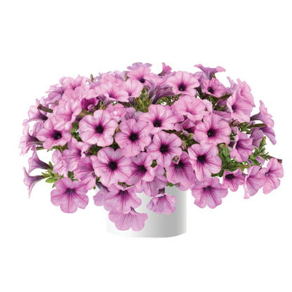 CAPELLA™ Petunia