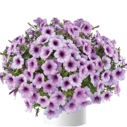 CAPELLA™ Petunia