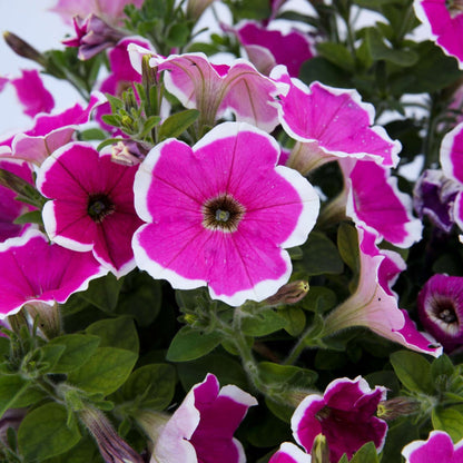 CAPELLA™ Petunia