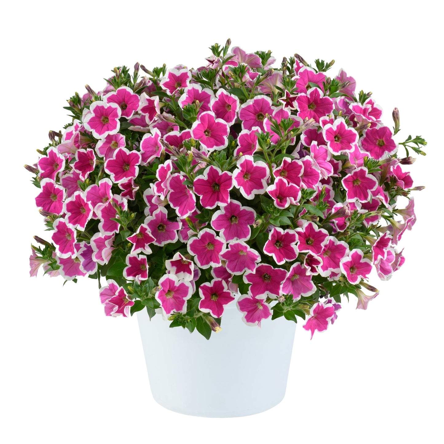 CAPELLA™ Petunia