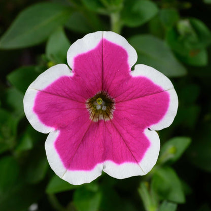 CAPELLA™ Petunia