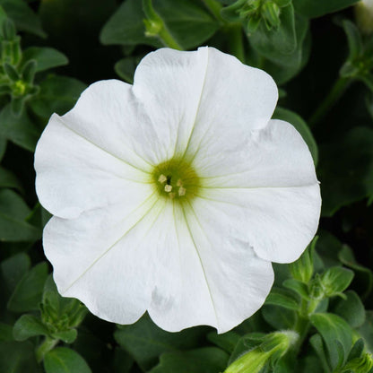 CAPELLA™ Petunia