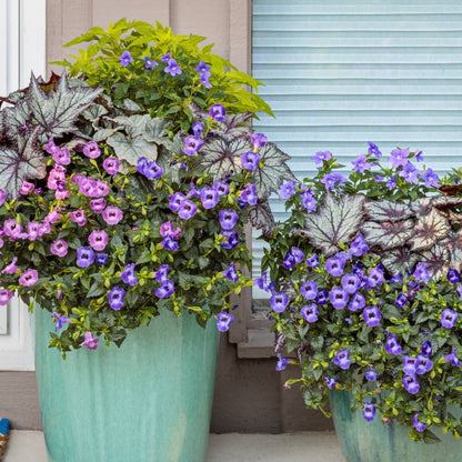 Petunia Supertunia Vista® Blue Tiara™