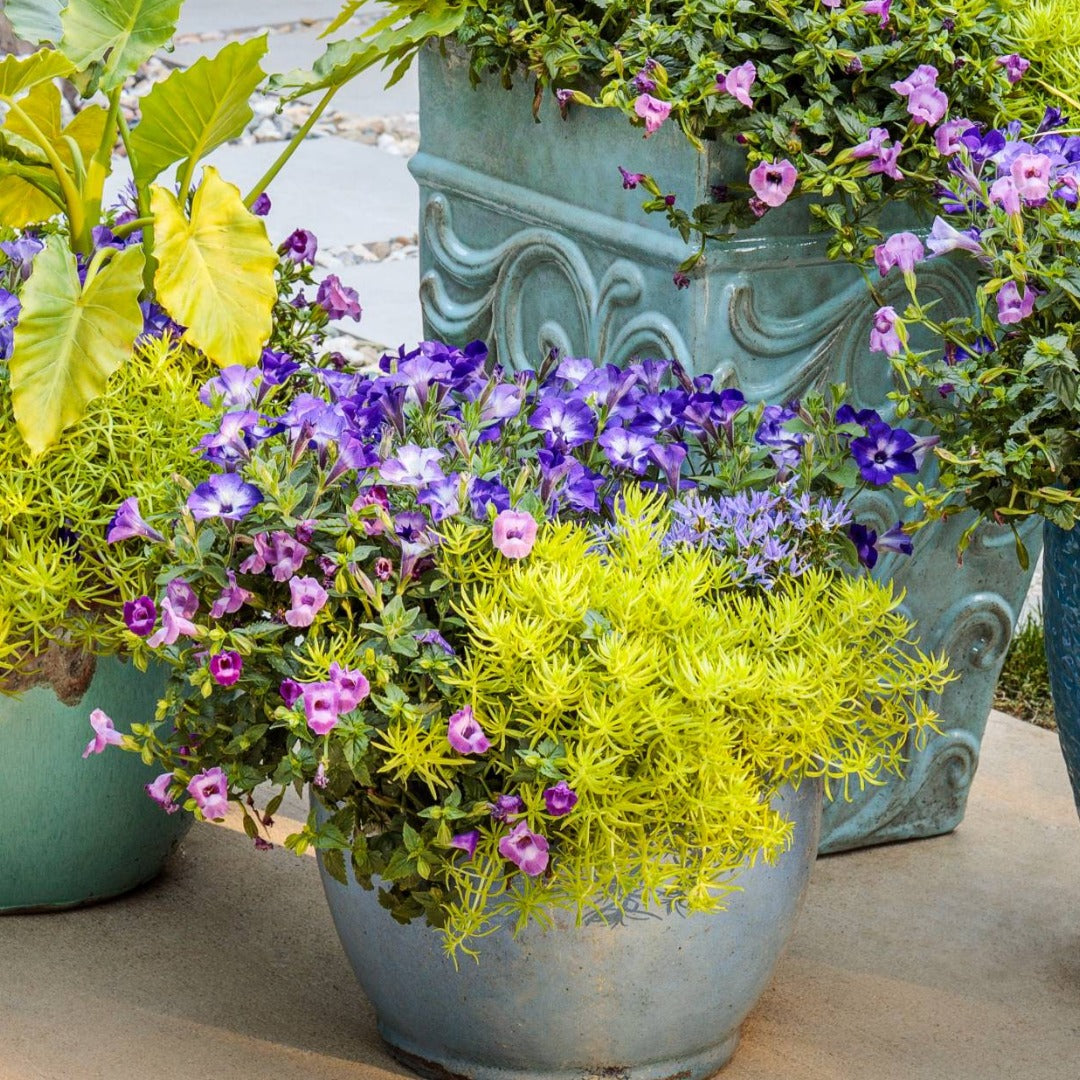 Petunia Supertunia Vista® Blue Tiara™