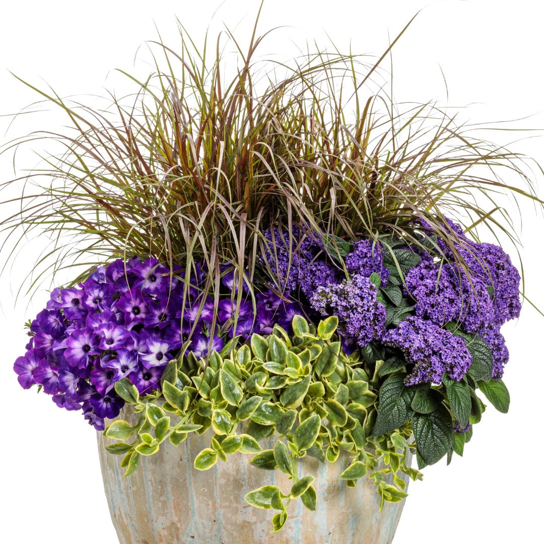 Petunia Supertunia Vista® Blue Tiara™