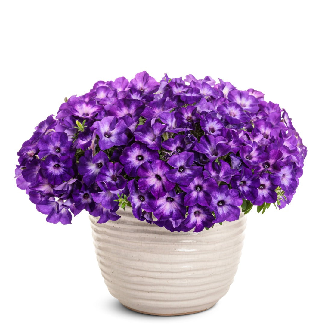 Petunia Supertunia Vista® Blue Tiara™