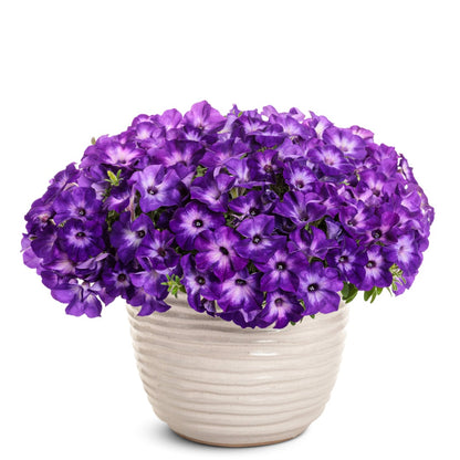 Petunia Supertunia Vista® Blue Tiara™