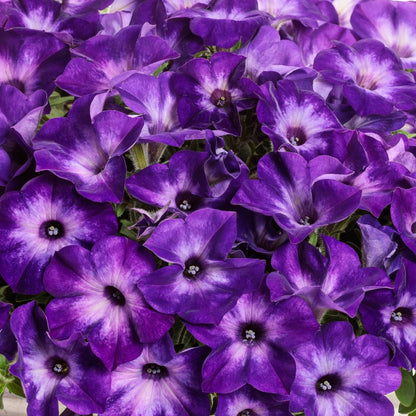 Petunia Supertunia Vista® Blue Tiara™