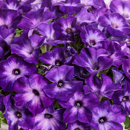 Petunia Supertunia Vista® Blue Tiara™