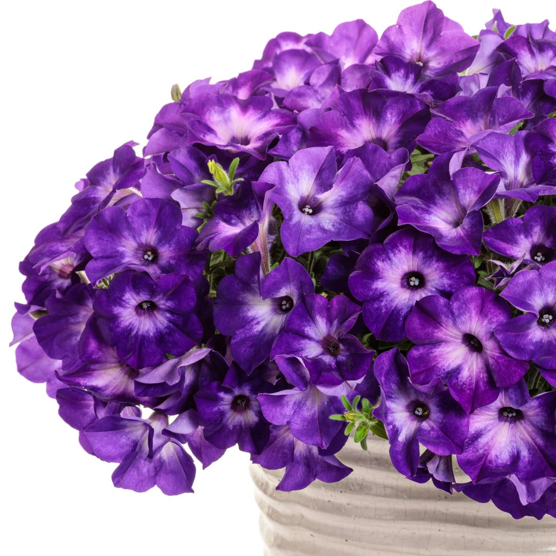 Petunia Supertunia Vista® Blue Tiara™