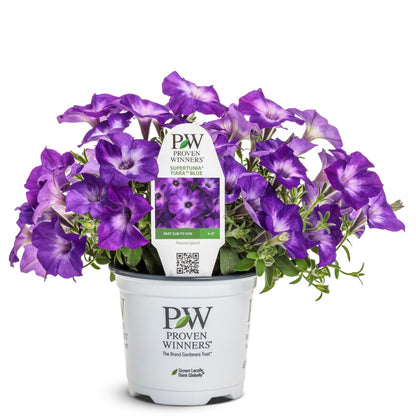 Petunia Supertunia Vista® Blue Tiara™