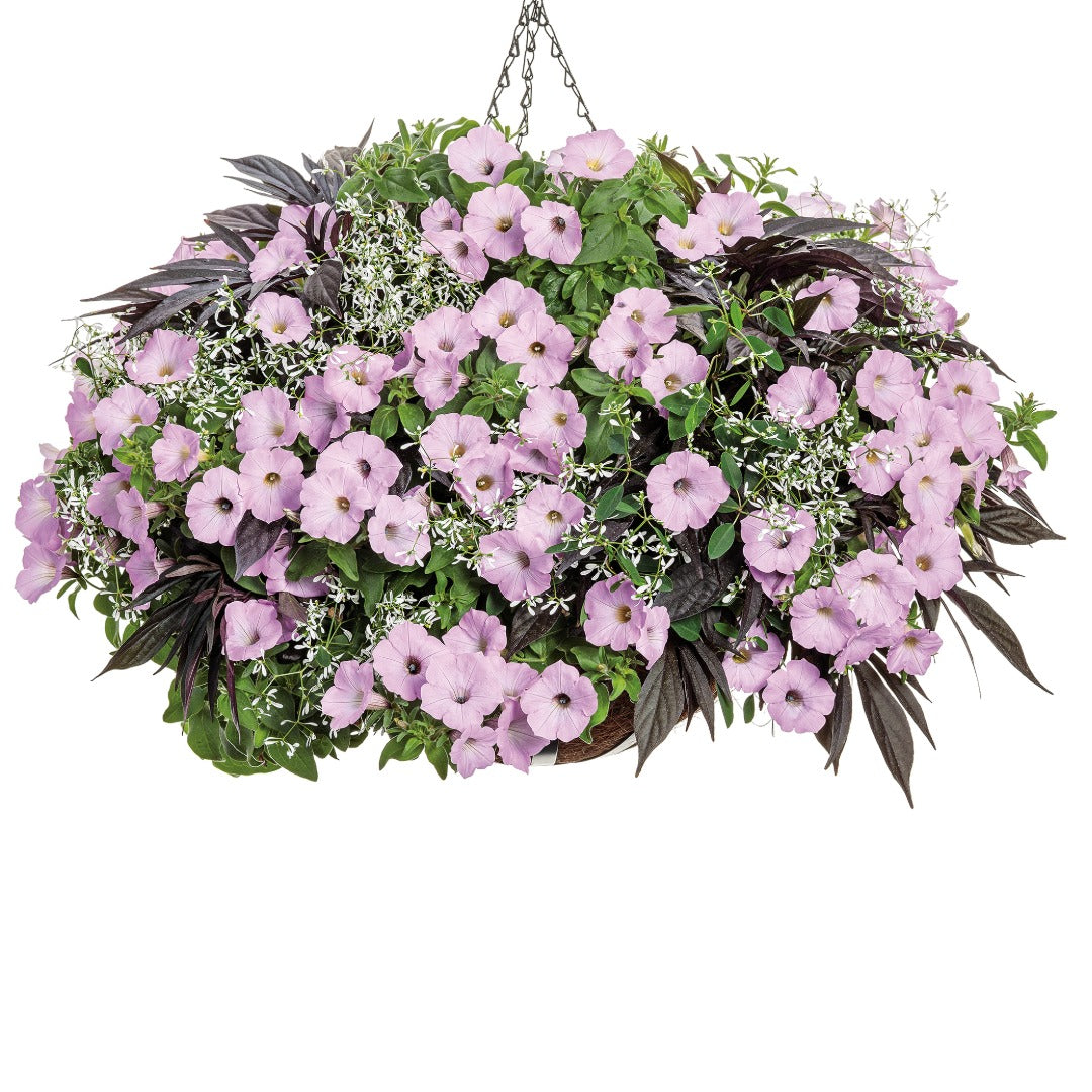 Vibrant Pink Flowers All Summer | Supertunia Vista Cool Jazz