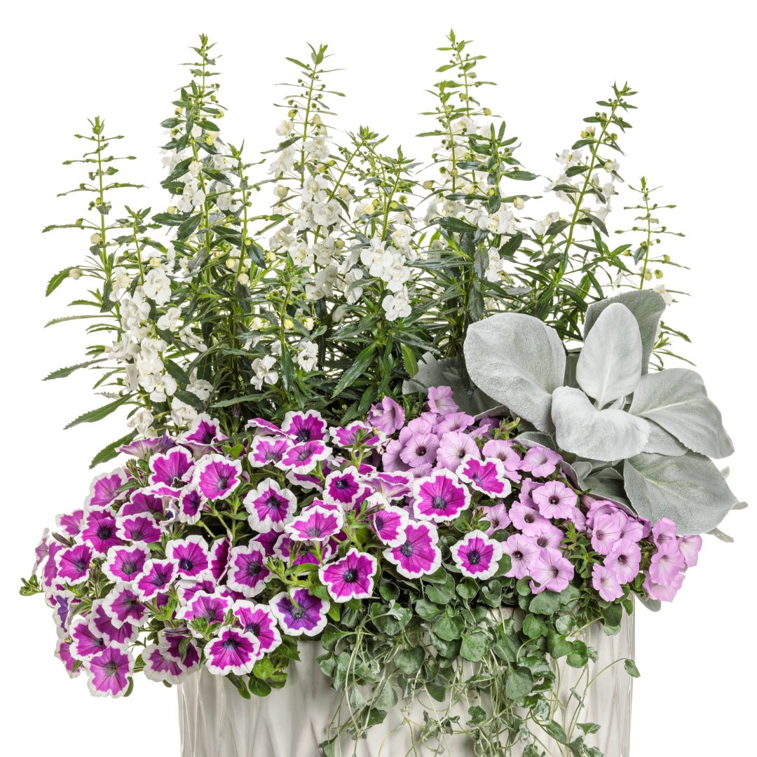 Vibrant Pink Flowers All Summer | Supertunia Vista Cool Jazz
