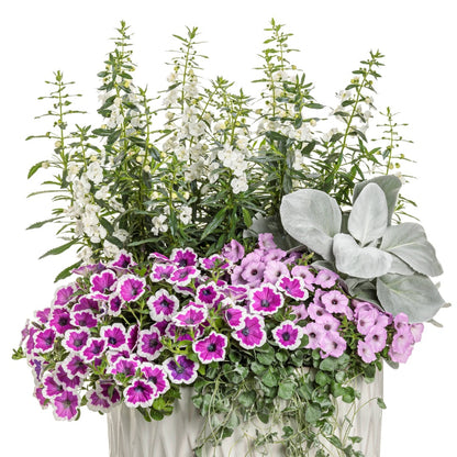 Petunia Supertunia Vista® Cool Jazz™