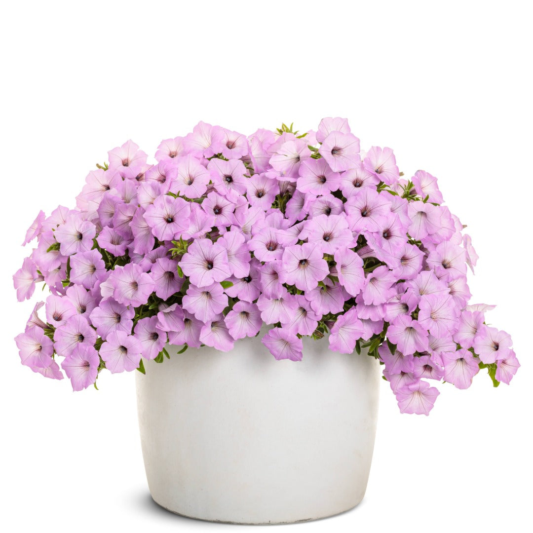 Petunia Supertunia Vista® Cool Jazz™