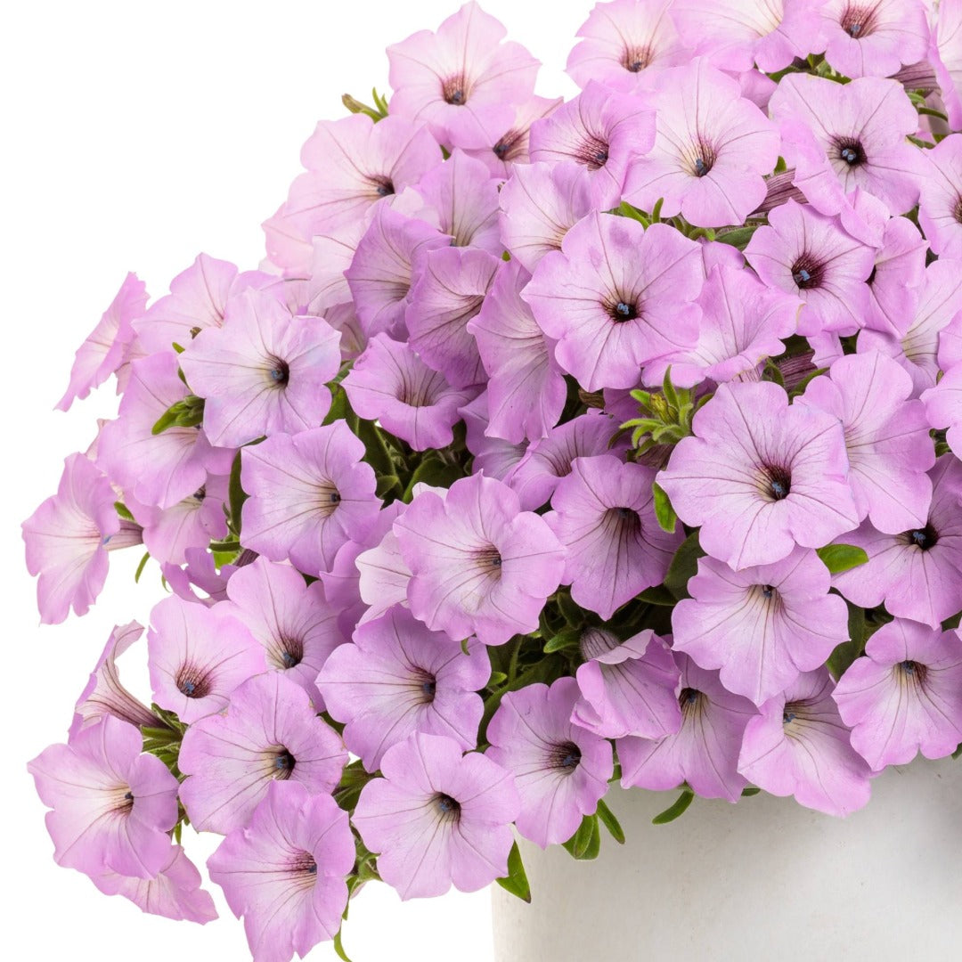 Vibrant Pink Flowers All Summer | Supertunia Vista Cool Jazz