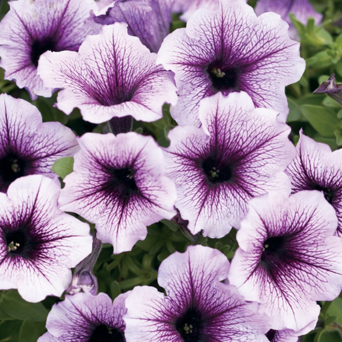 Supertunia Pétunia Supertunia® Bordeaux™ | Rose Prune Continu & Éblouissant ...