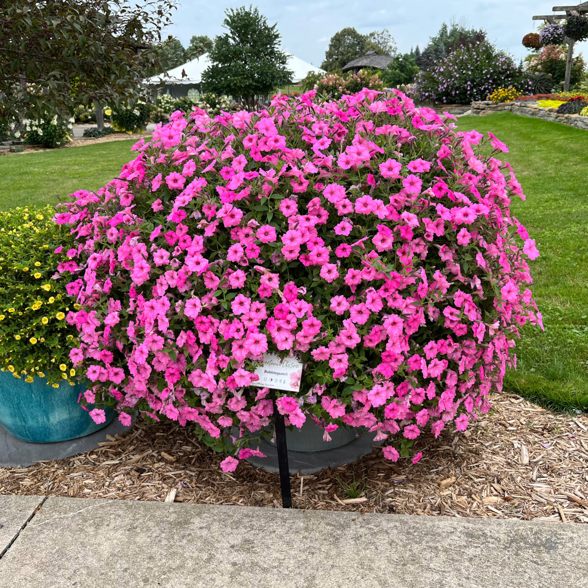 Supertunia Petunia Supertunia Vista® Bubblegum | The Ultimate Pink Petunia for ...