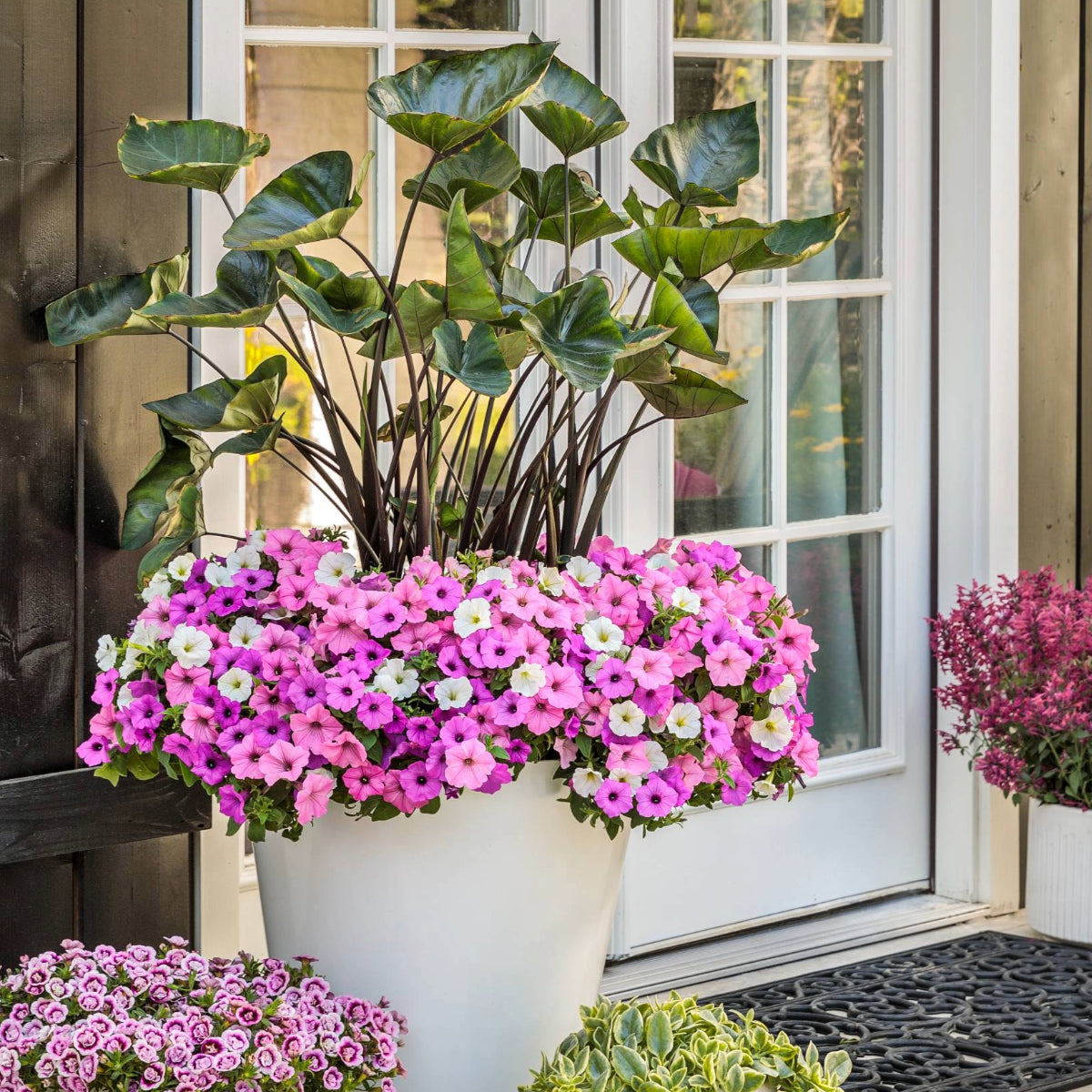 Supertunia Petunia Supertunia Vista® Bubblegum | The Ultimate Pink Petunia for ...