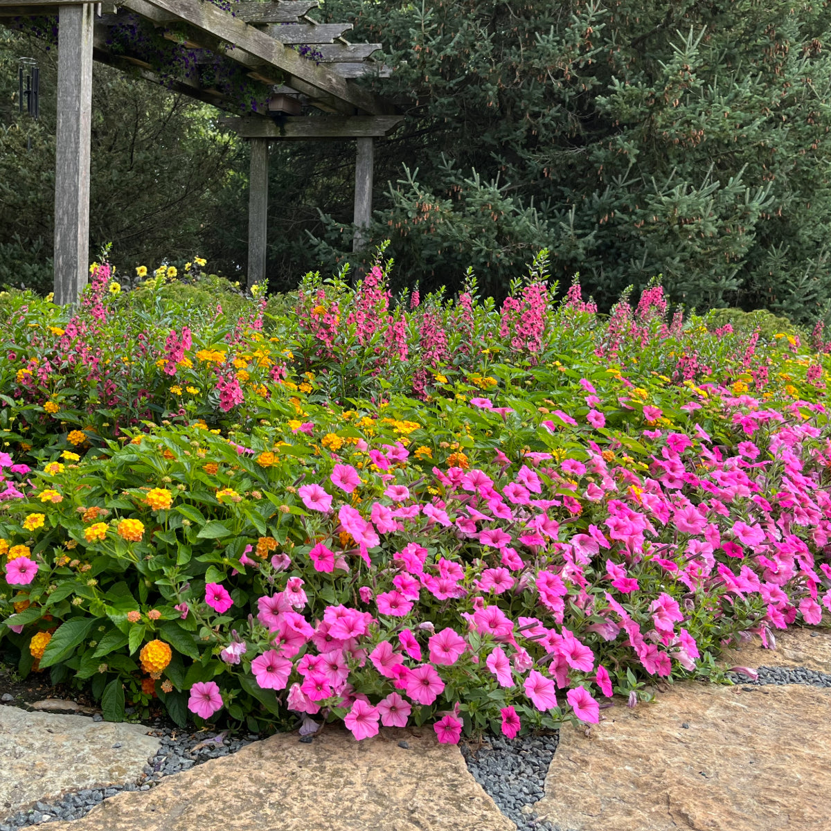 Supertunia Petunia Supertunia Vista® Bubblegum | The Ultimate Pink Petunia for ...