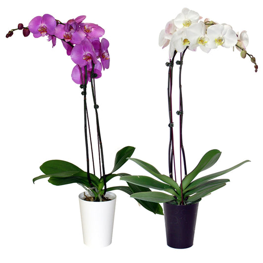 Phalaenopsis Orchid, Moth Orchid 