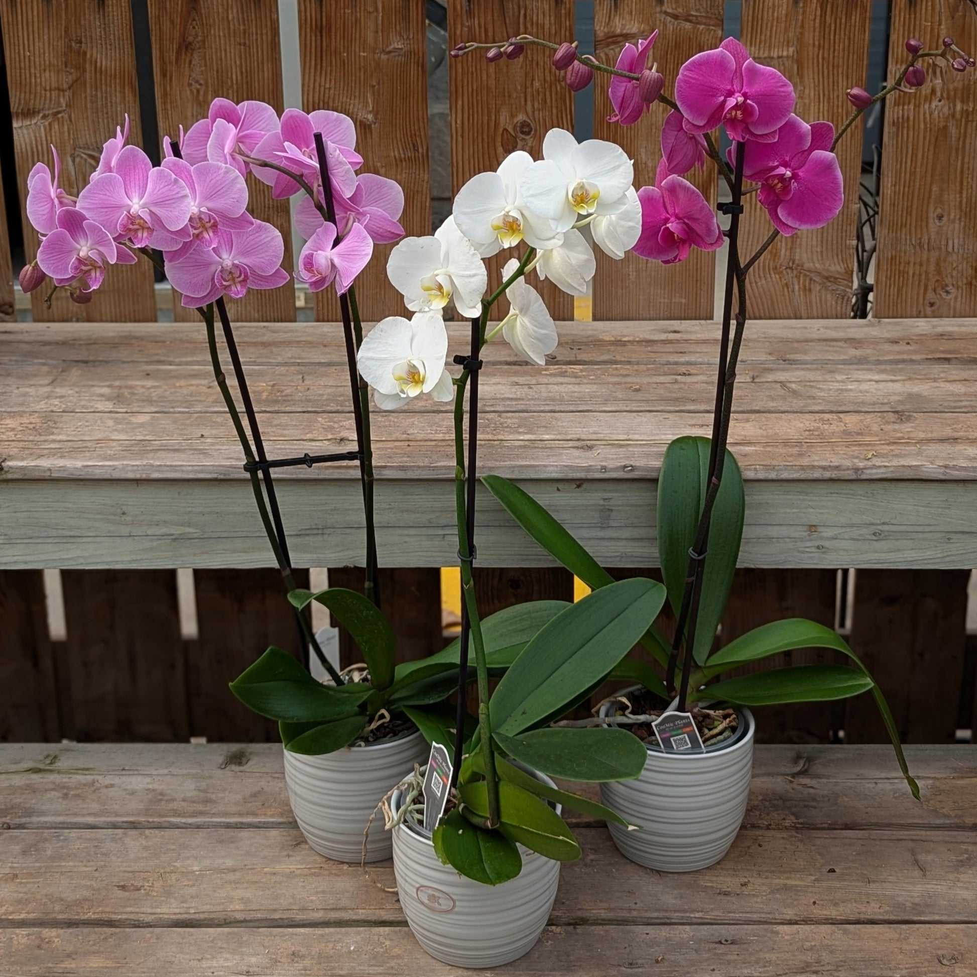 philodendron orchid Pure Elegance | Phalaenopsis Orchid | 1-2 Stems with Ceramic