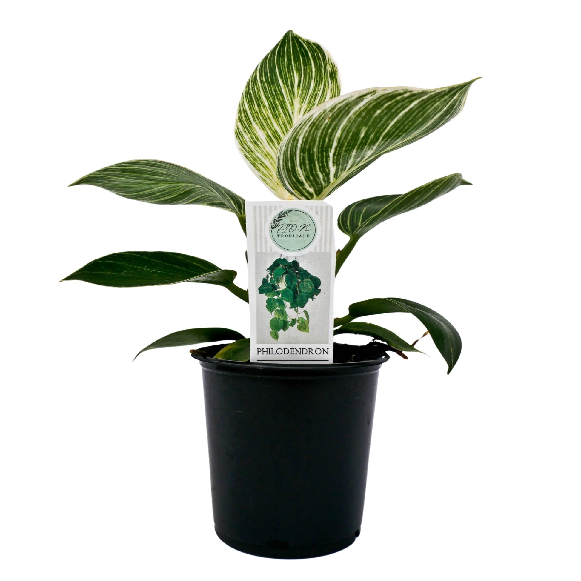 philodendron birkin variegated tropical ambiance Birkin' Philodendron – Jardineries Botanix