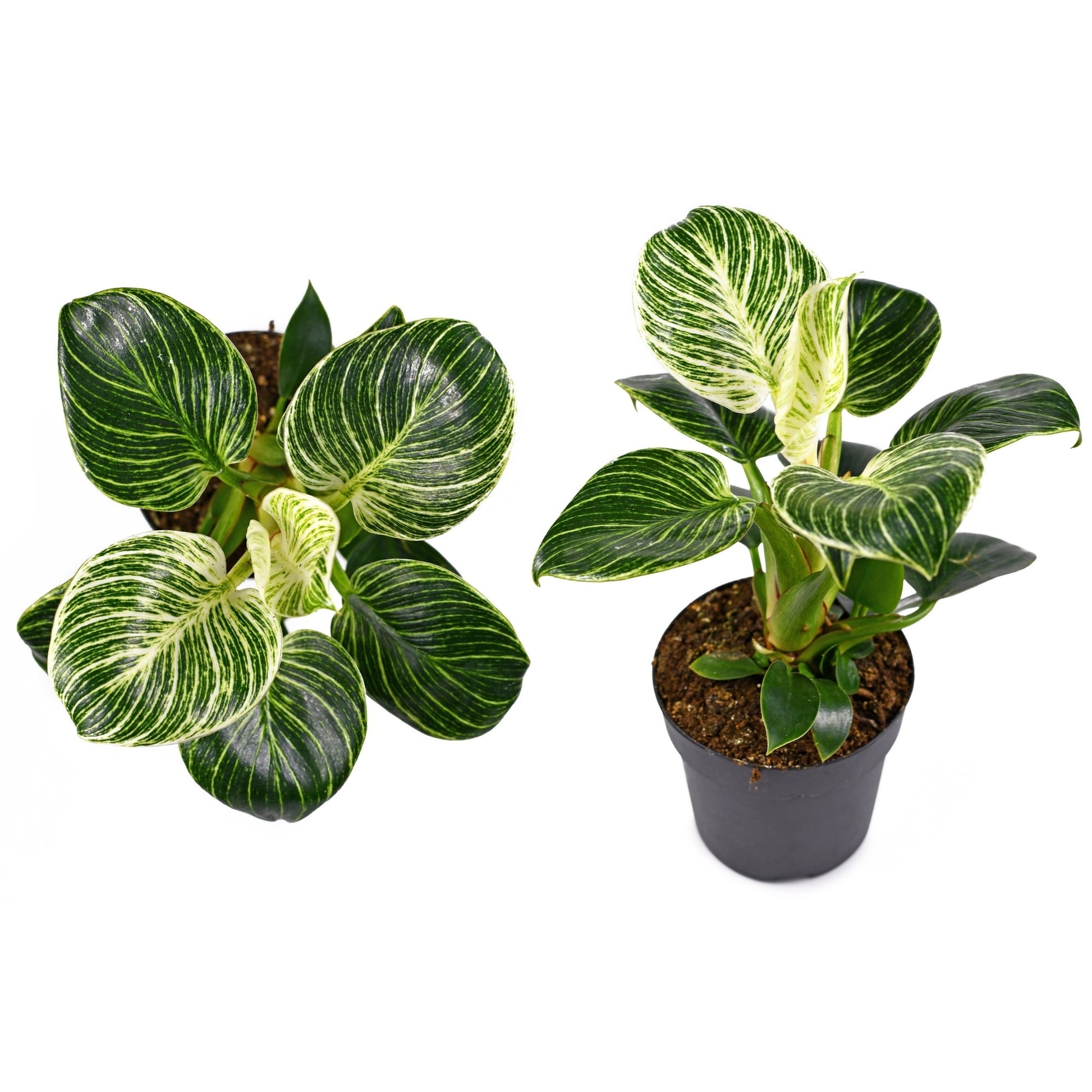 philodendron birkin taille adulte Philodendron 'Birkin' – Jardineries Botanix