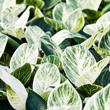 Birkin' Philodendron