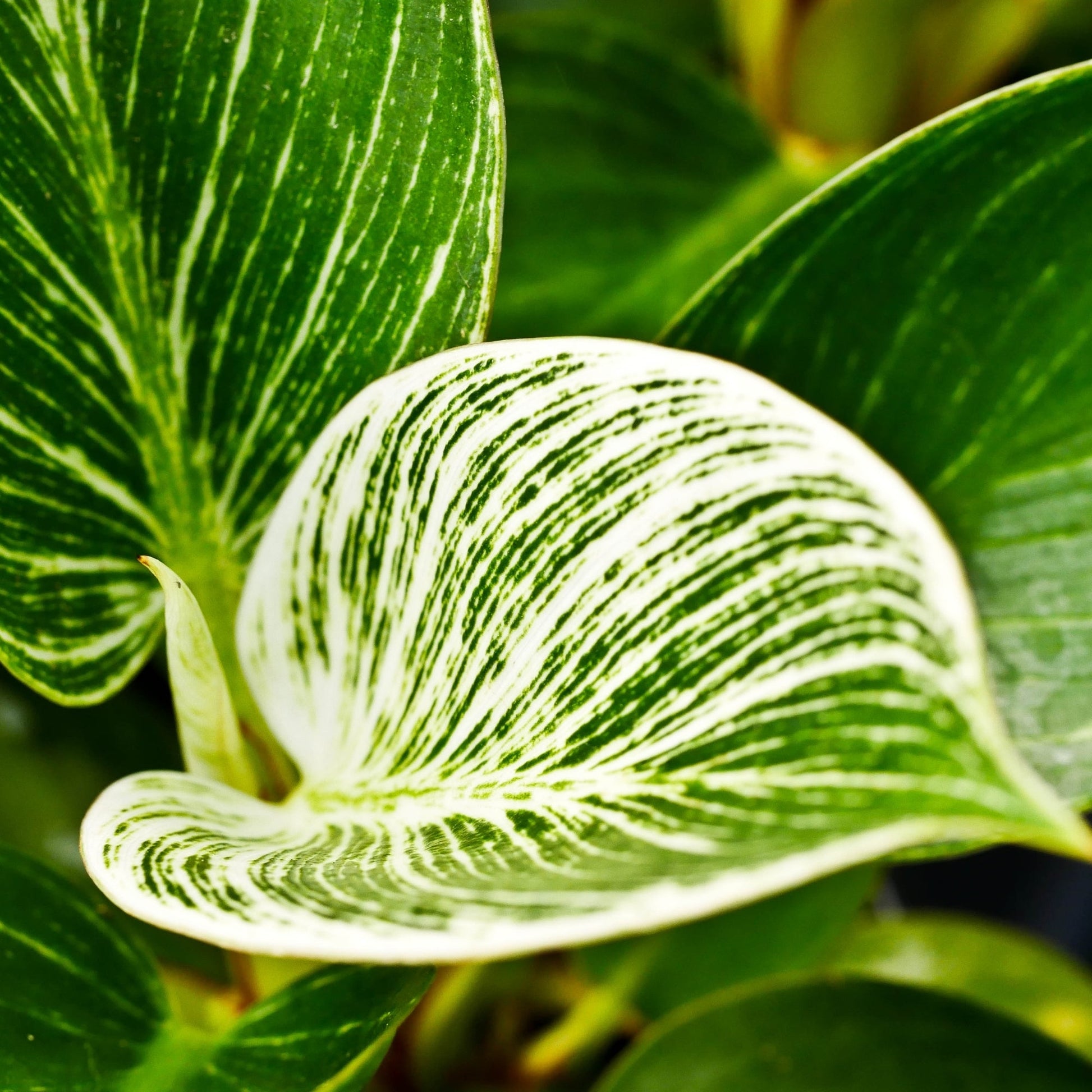 entretien philodendron Philodendron 'Birkin' – Jardineries Botanix