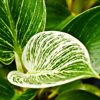 Birkin' Philodendron