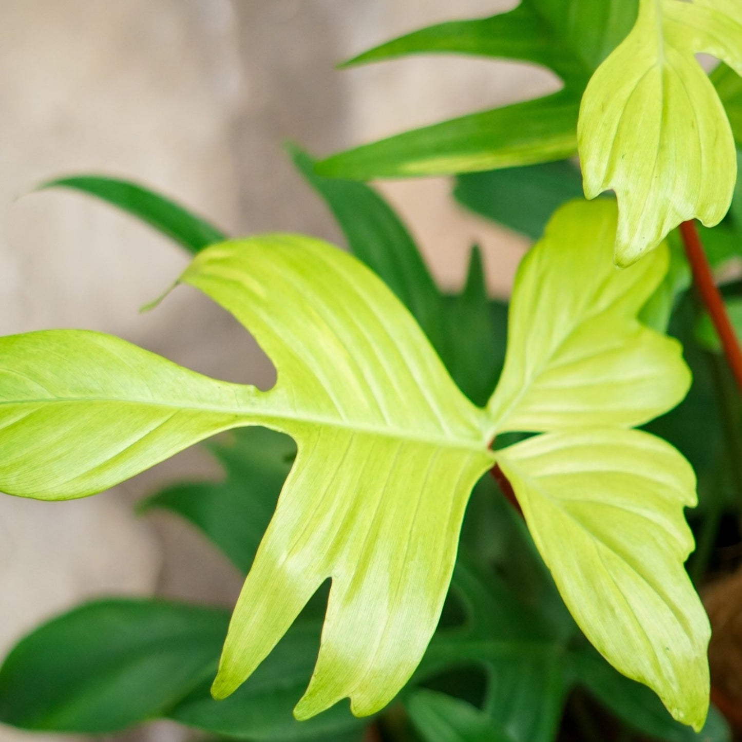 Philodendron 'Florida Ghost'