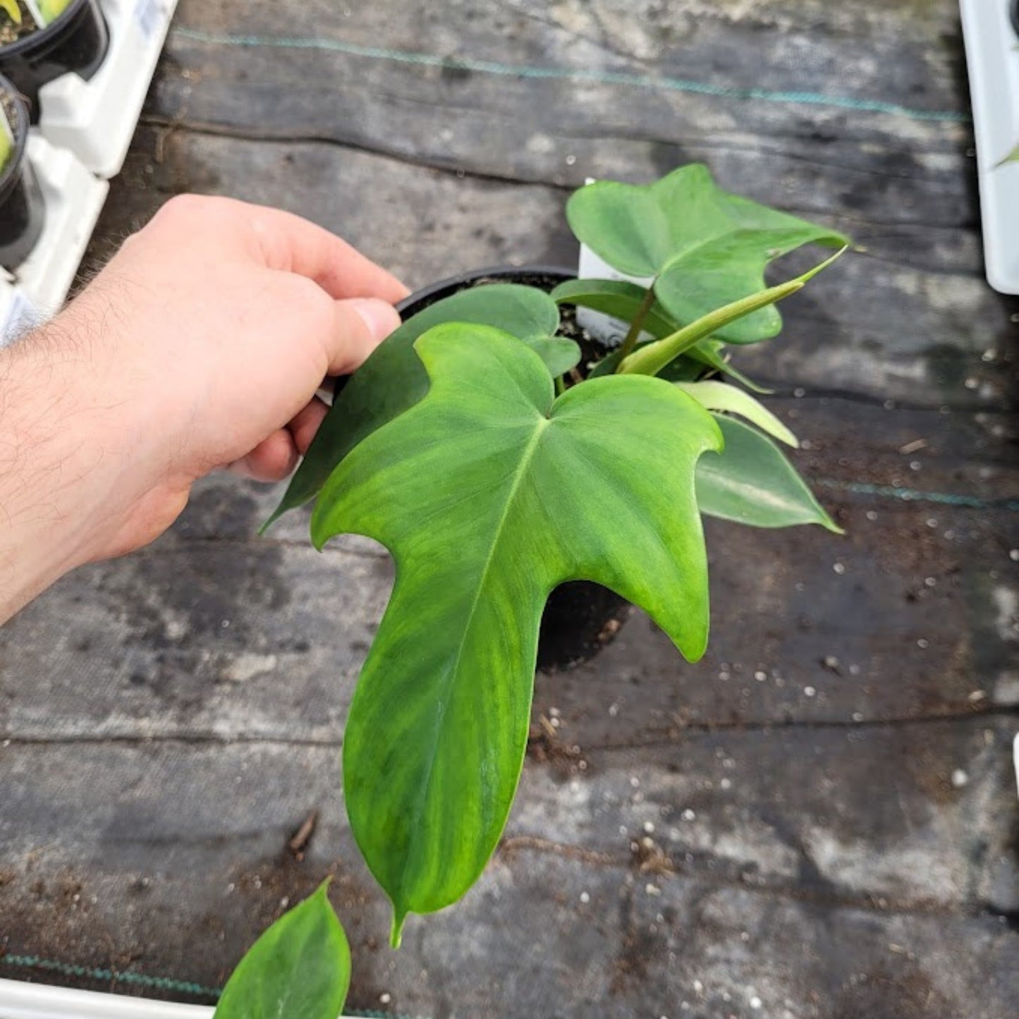 Philodendron 'Florida Ghost'