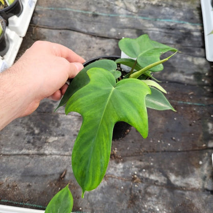 Philodendron 'Florida Ghost'