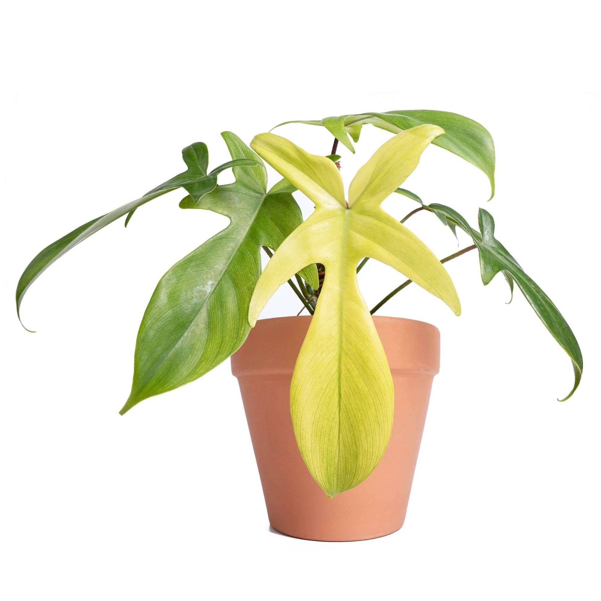 fleur de philodendron Florida Ghost' Philodendron – Jardineries Botanix