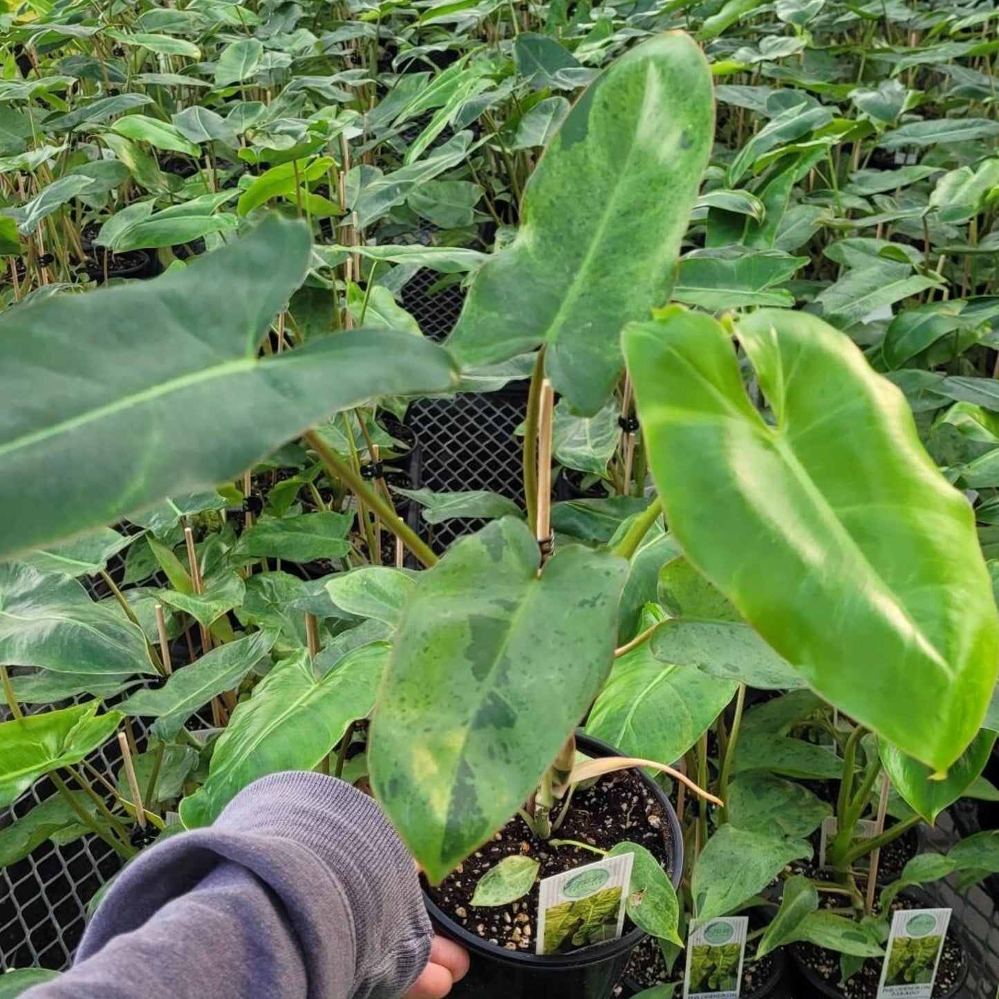 verde philodendron Paraiso Verde' Philodendron – Jardineries Botanix