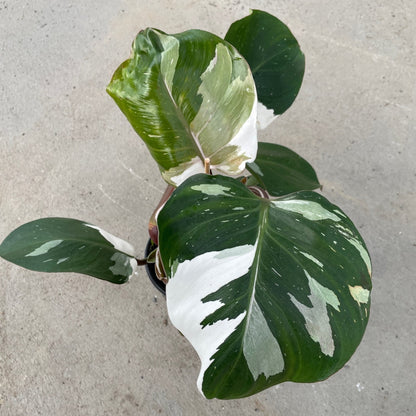 Philodendron 'White Knight'