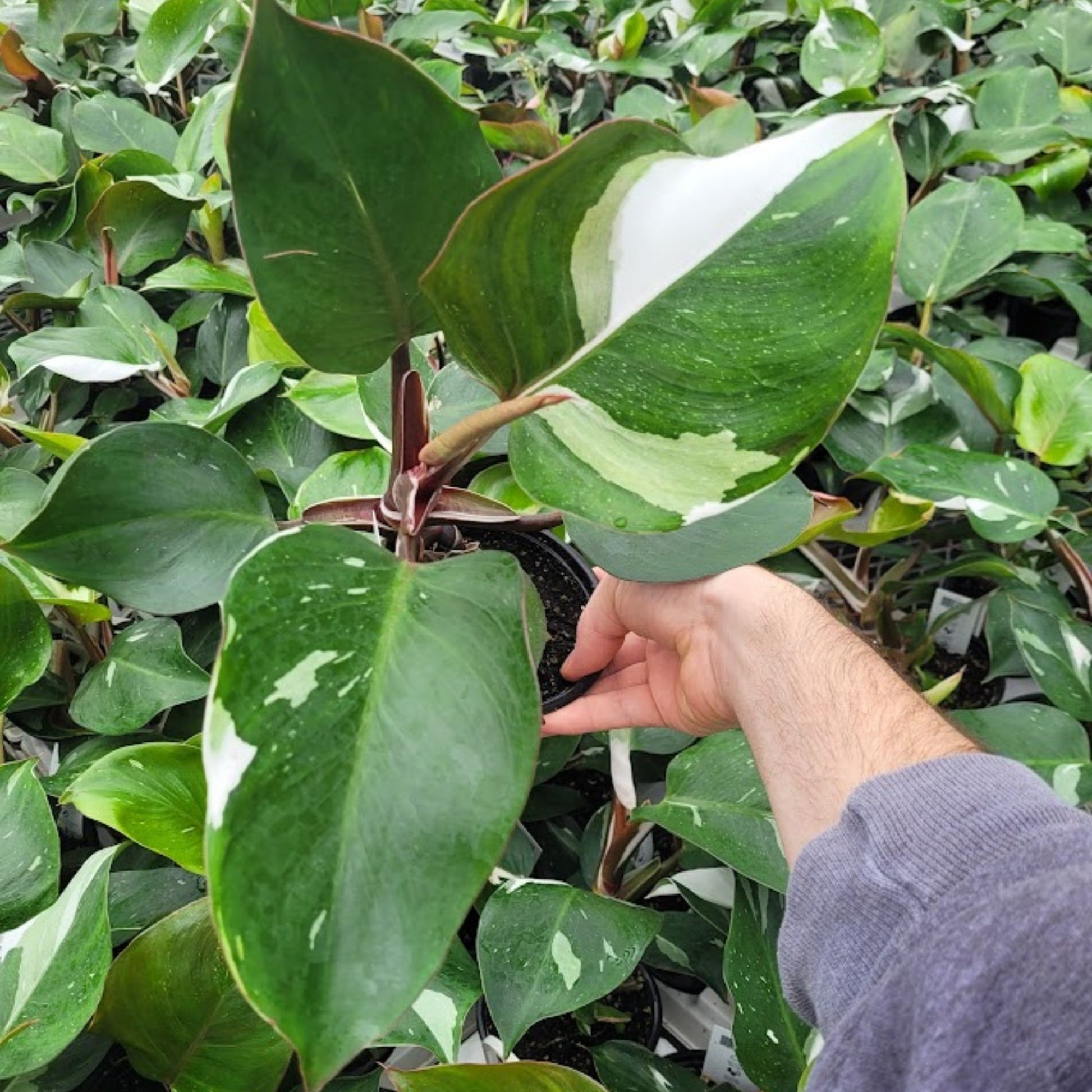 white knight philodendron care White Knight' Philodendron – Jardineries Botanix