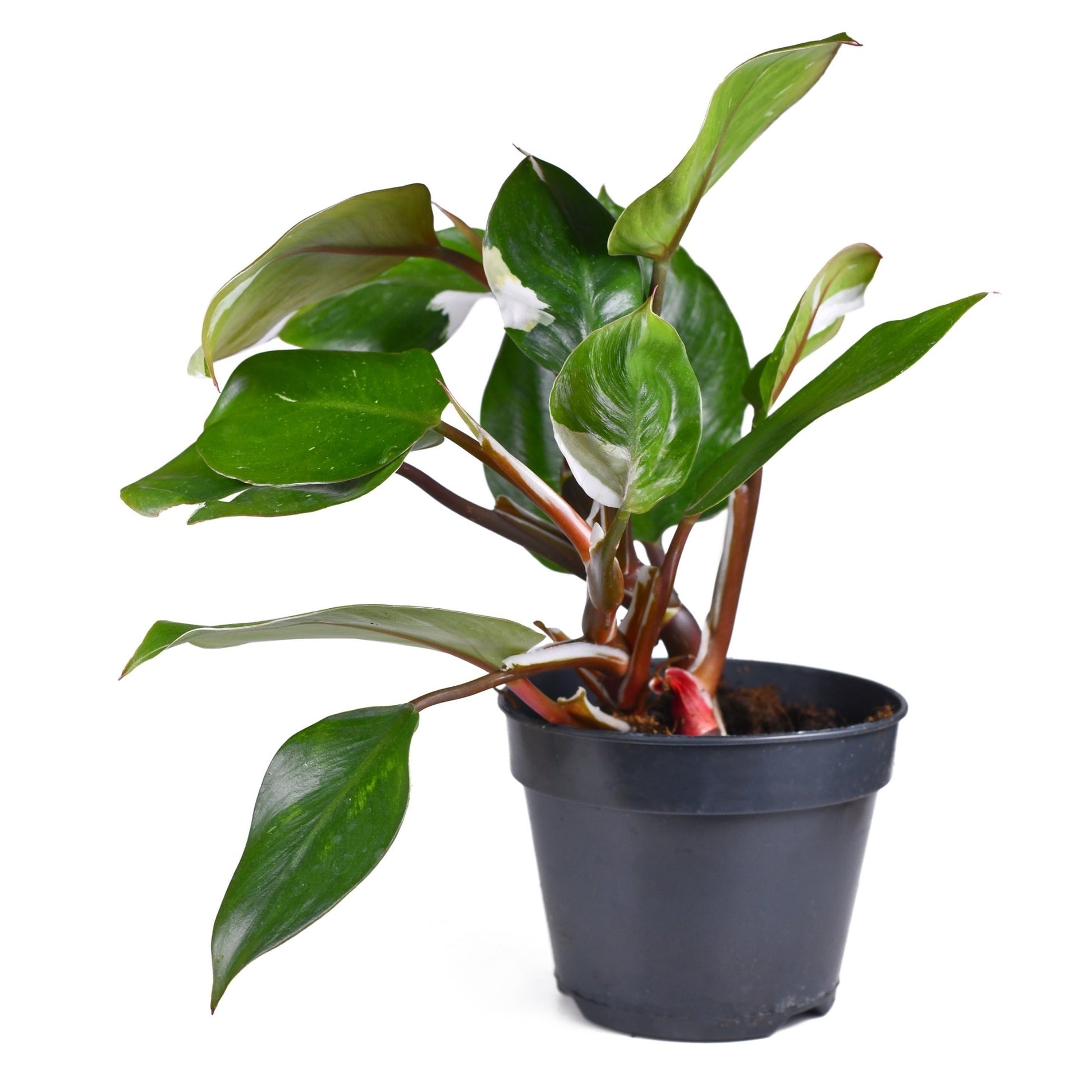 philodendron dark knight White Knight' Philodendron – Jardineries Botanix