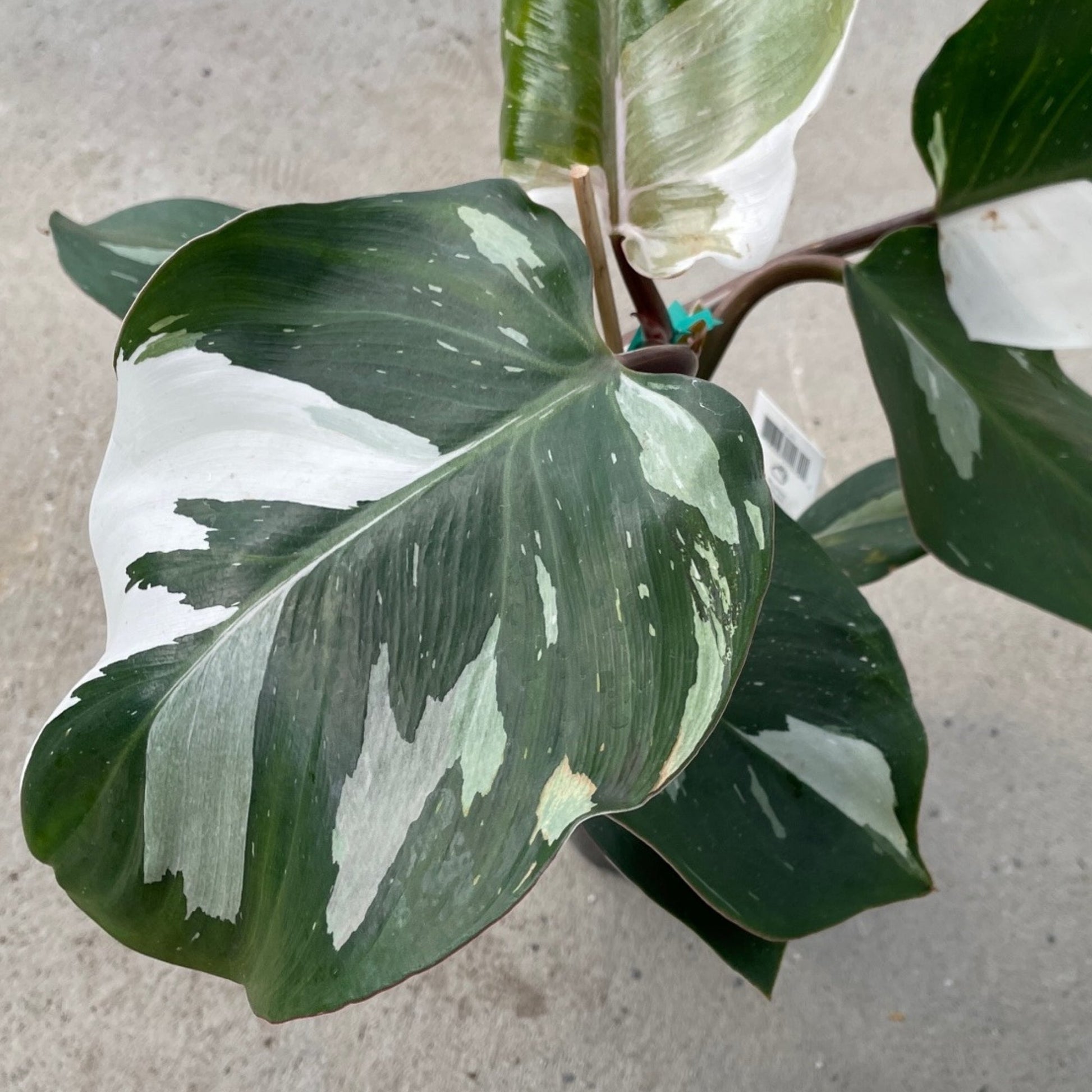 philodendron erubescens white knight White Knight' Philodendron – Jardineries Botanix