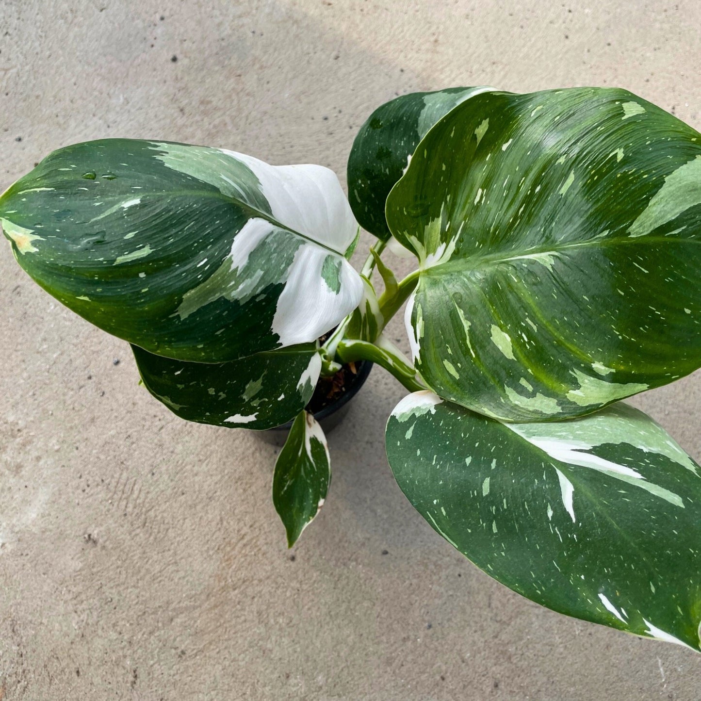 White Wizard' Philodendron