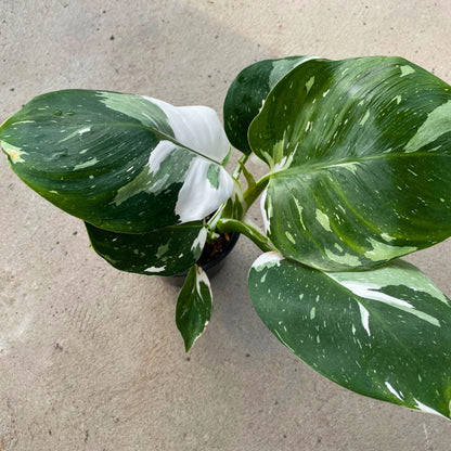 White Wizard' Philodendron